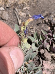 Penstemon decurvus