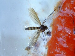 Mycetophila grandis