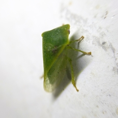 Proranus