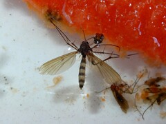 Mycetophila grandis