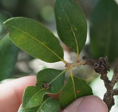 Andricus highlandensis