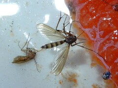 Mycetophila grandis