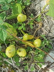 Acleisanthes
