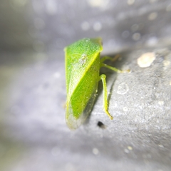 Proranus