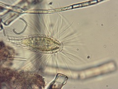 Mallomonas caudata