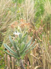 Linochilus rupestris