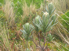 Linochilus rupestris