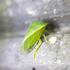 Proranus