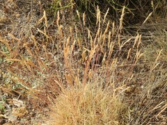 Festuca nigrescens