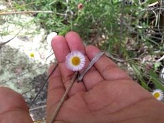 Erigeron pubescens