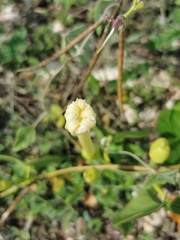 Acleisanthes