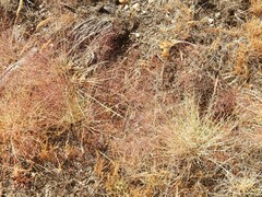 Agrostis nebulosa