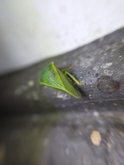 Proranus