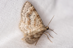 Hydrelia sylvata