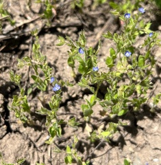 Veronica biloba