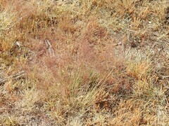 Agrostis nebulosa
