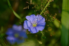 Linum usitatissimum