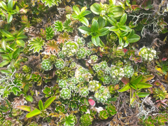 Draba aretioides
