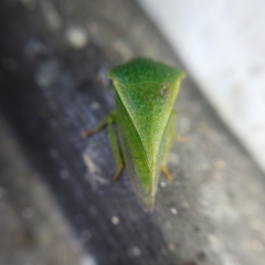 Proranus