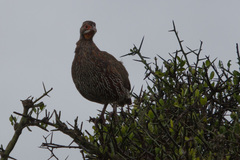 Pternistis rufopictus