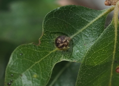 Andricus highlandensis