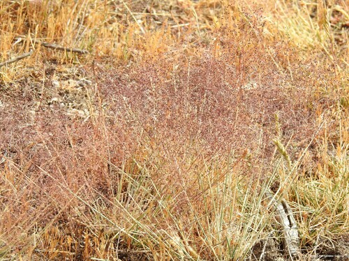 Agrostis nebulosa iNat (2)