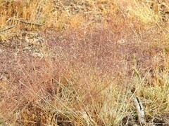 Agrostis nebulosa