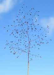 Agrostis nebulosa