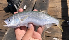 Seriphus politus
