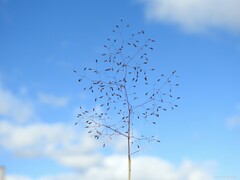 Agrostis nebulosa