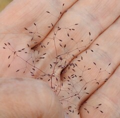 Agrostis nebulosa