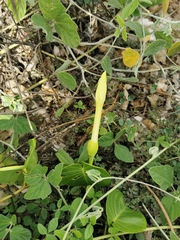 Acleisanthes