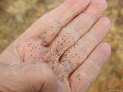 Agrostis nebulosa