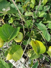 Acleisanthes