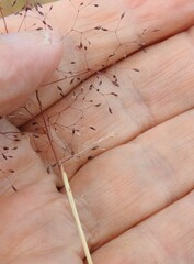 Agrostis nebulosa