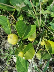 Acleisanthes