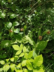 Cypripedium reginae