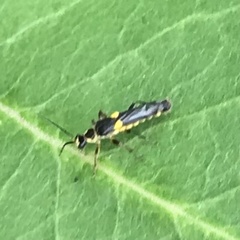 Trypherus frisoni