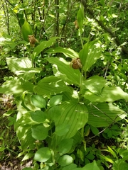 Cypripedium reginae