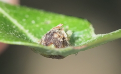 Andricus highlandensis