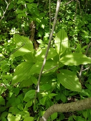 Cypripedium reginae