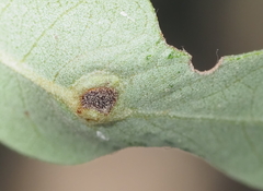 Andricus highlandensis