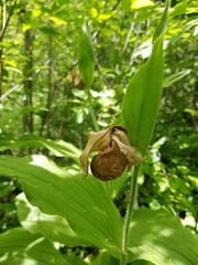 Cypripedium reginae