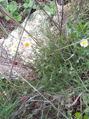 Erigeron pubescens