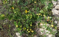Acleisanthes