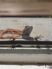 Sceloporus occidentalis