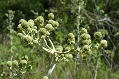 Eryngium horridum