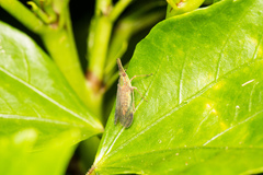 Dictyophara okinawensis