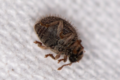 Brachysomus echinatus