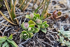 Scutellaria nummulariifolia